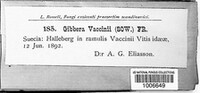 Gibbera vaccinii image